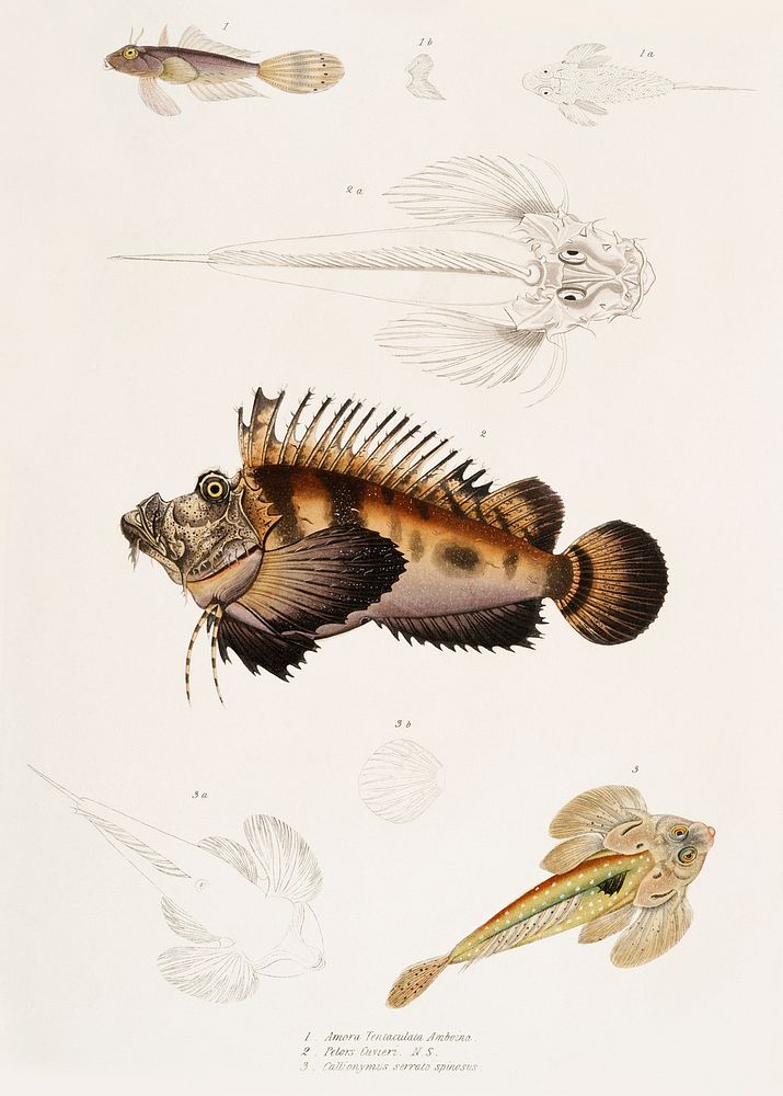 1. Bearded Anaora (Anaora tentaculata amboina); 2. Cuvier's Pelors (Pelors Cuvieri); 3. Forked Spined Dragonette…