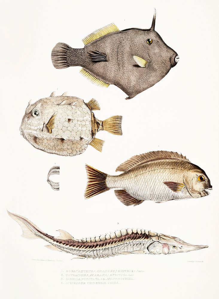 1. Spine Sided Monacanthus (Monacanthus (Amanses) Histrix); 2. Many Spined Coffin Fish (Ostracion (Acarana) auritus); 3, 4.…