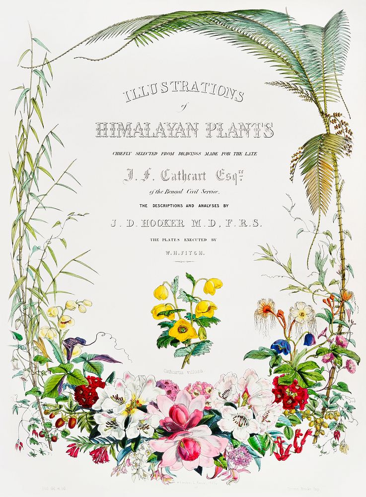 Title page from Illustrations of Himalayan plants (1855) by W. H. (Walter Hood) Fitch (1817-1892). Original from The New…