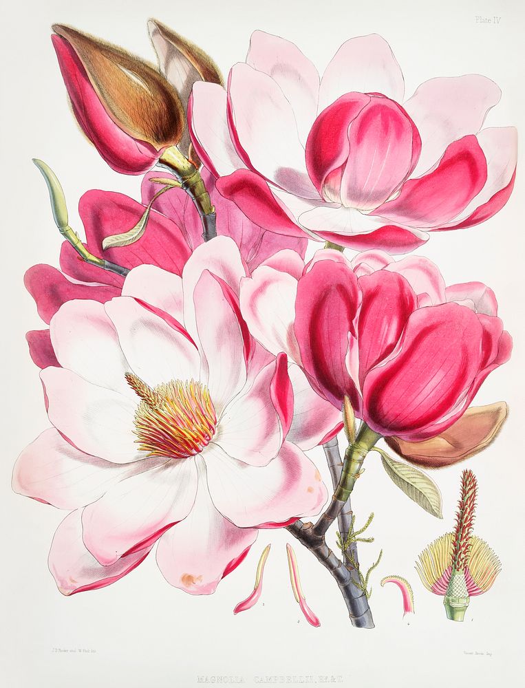 Campbell's magnolia (Magnolia Campbellii), Flowering plant from Illustrations of Himalayan plants (1855) by W. H. (Walter…