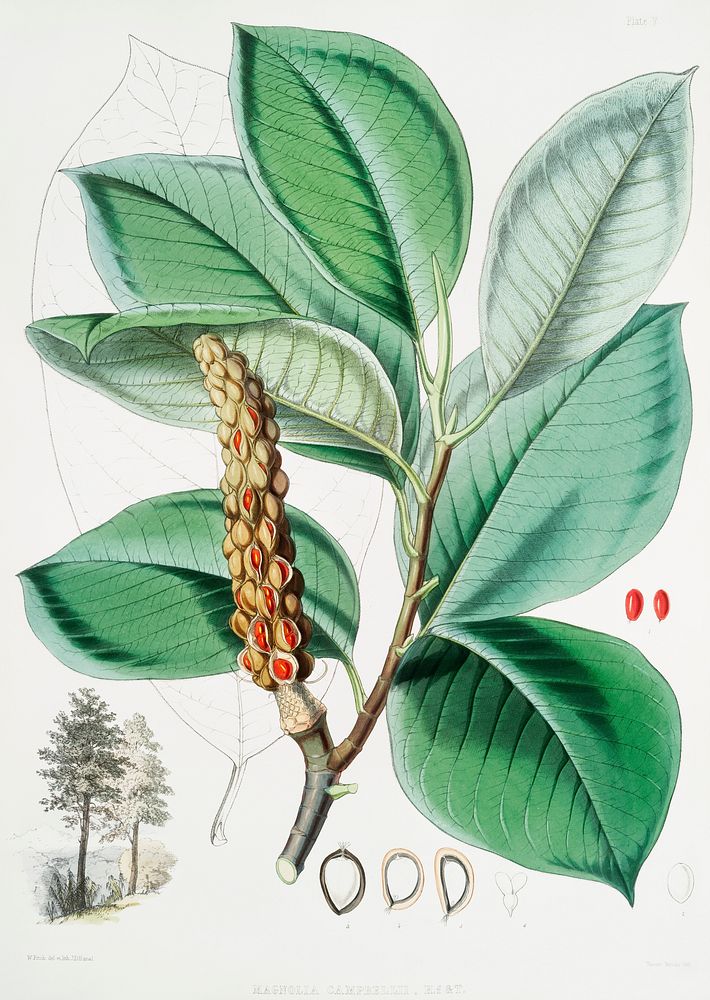 Campbell's magnolia (Magnolia Campbellii), Fruiting plant in foliage from Illustrations of Himalayan plants (1855) by W. H.…