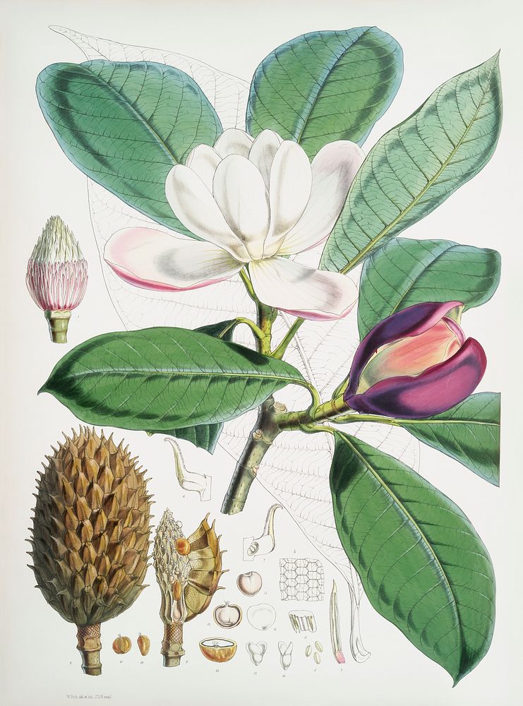 Talauma Hodgsoni (syn. Magnolia Hodgsonii) from Illustrations of Himalayan plants (1855) by W. H. (Walter Hood) Fitch (1817…