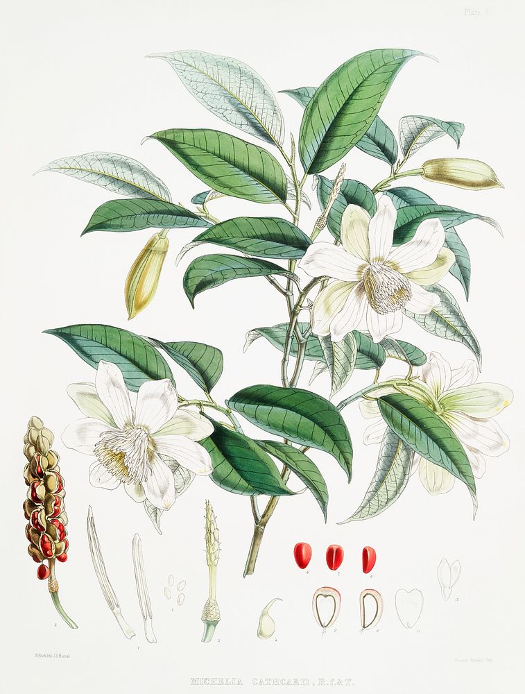 Michelia Cathcartii (syn. Magnolia Cathcartii) from Illustrations of Himalayan plants (1855) by W. H. (Walter Hood) Fitch…