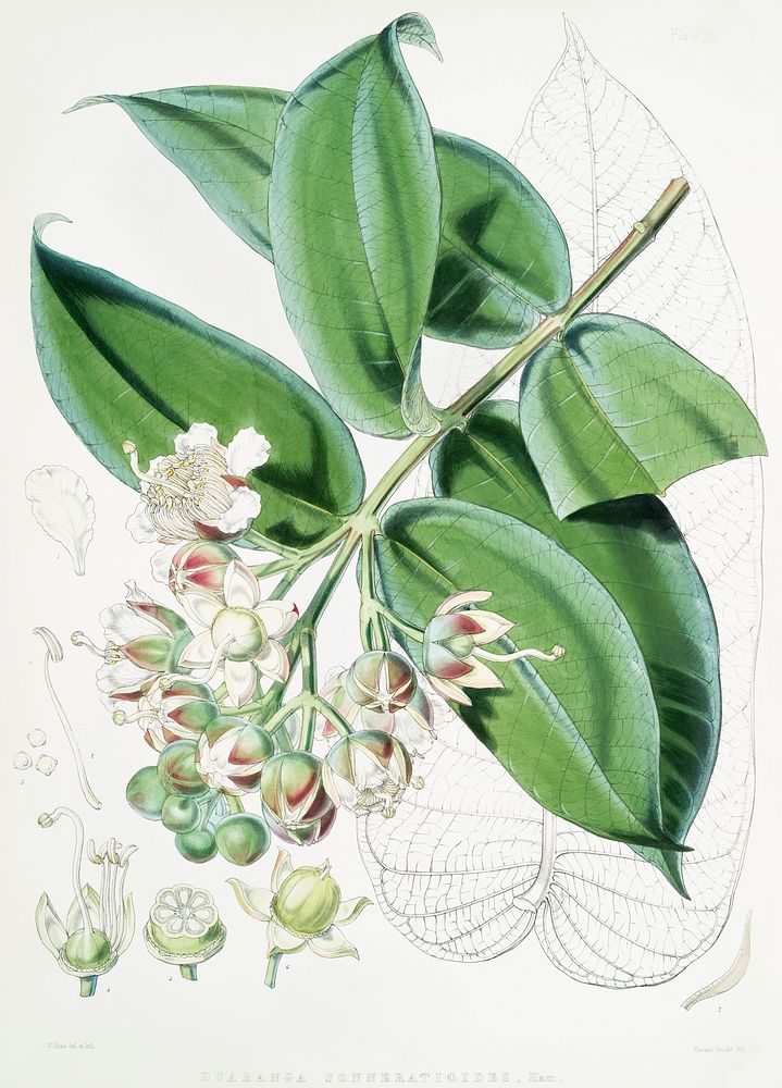 Duabanga Sonneratioides (syn. Duabanga grandiflora) from Illustrations of Himalayan plants (1855) by W. H. (Walter Hood)…