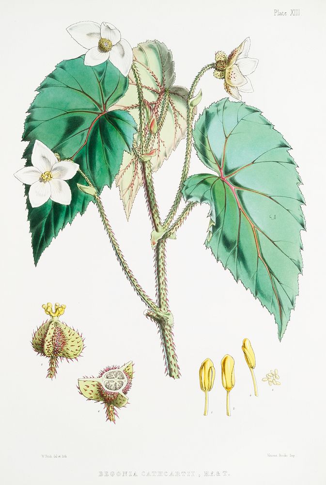 Begonia Cathcartii from Illustrations of Himalayan plants (1855) by W. H. (Walter Hood) Fitch (1817-1892). Original from The…