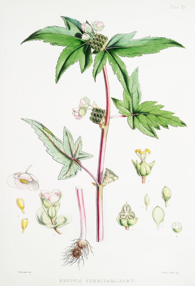 Begonia Gemmipara from Illustrations of Himalayan plants (1855) by W. H. (Walter Hood) Fitch (1817-1892). Original from The…