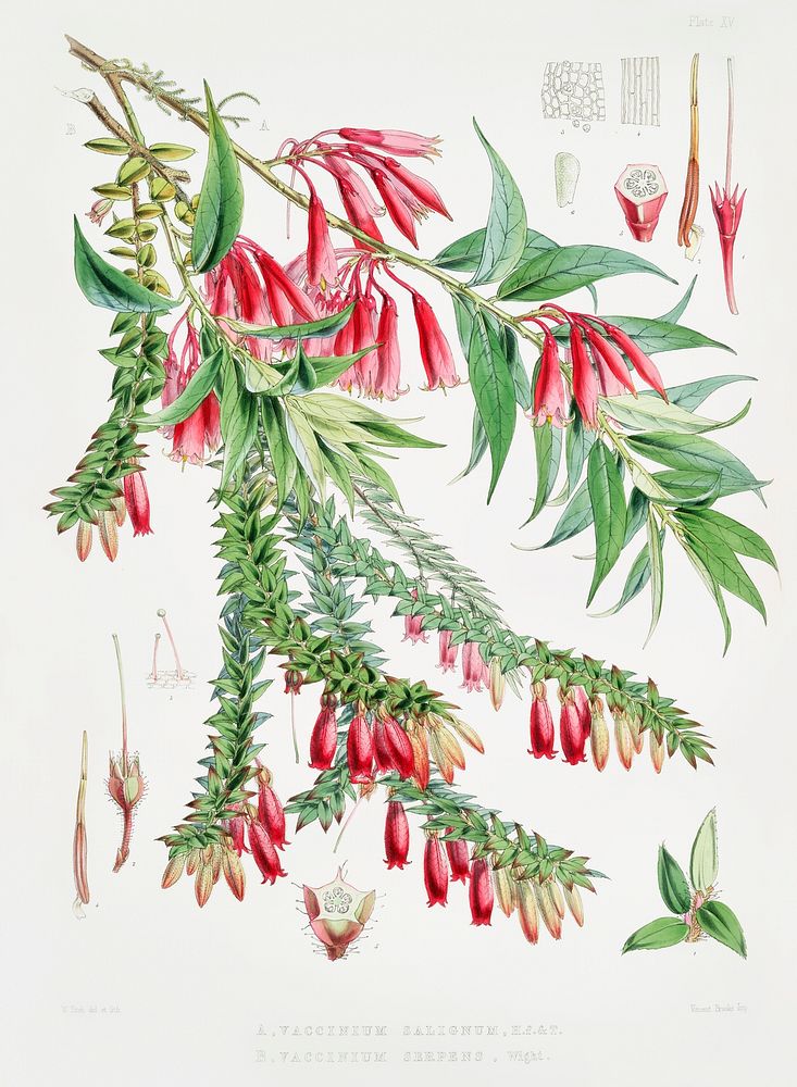 A. Vaccinium Salignum (syn. Agapetes saligna), B. Vaccinium Serpens (syn. Agapetes serpens) from Illustrations of Himalayan…