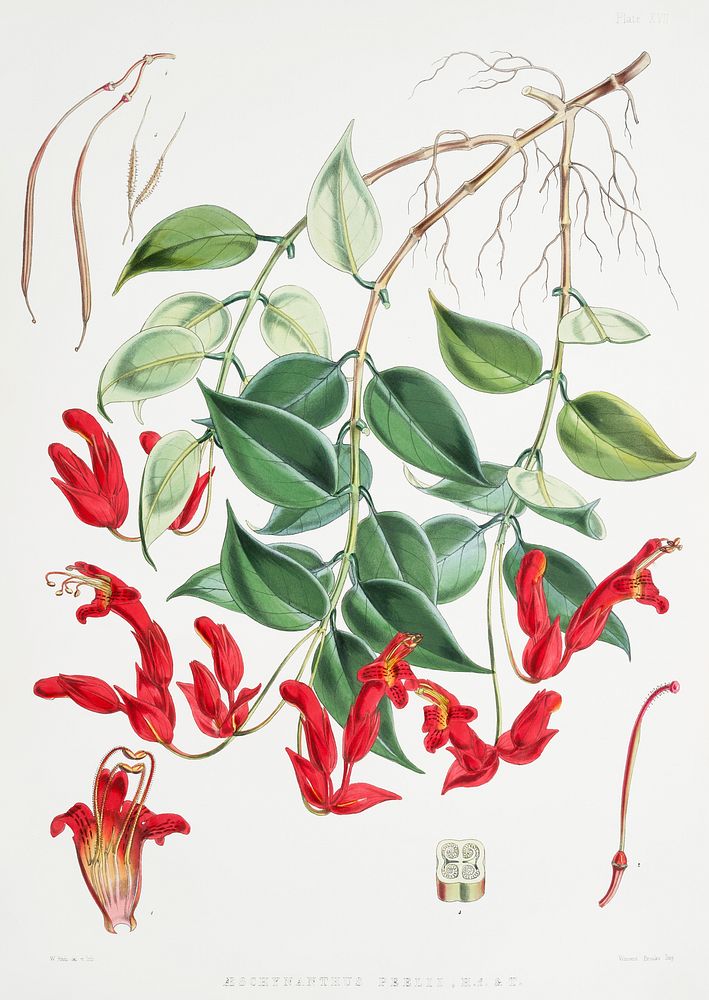 Aeschynanthus Peelii (syn. Aeschynanthus bracteatus, Lipstick Plant) from Illustrations of Himalayan plants (1855) by W. H.…