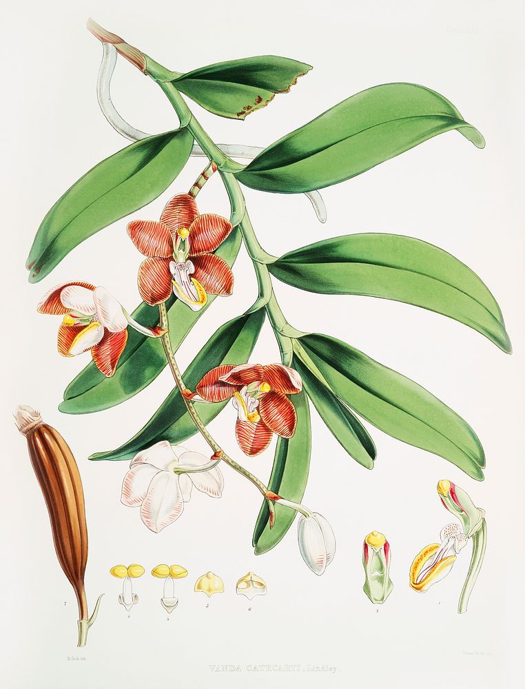 Vanda Cathcarti, Lindley (syn. Esmeralda cathcartii, Lindley) from Illustrations of Himalayan plants (1855) by W. H. (Walter…