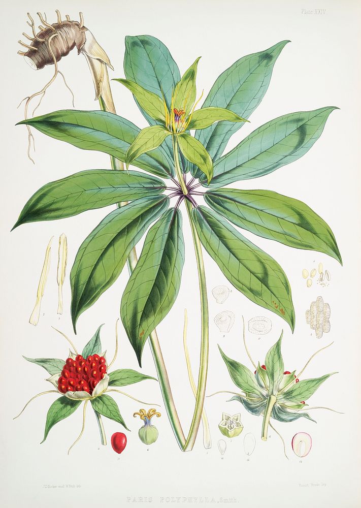 Paris Polyphylla, Smith from Illustrations of Himalayan plants (1855) by W. H. (Walter Hood) Fitch (1817-1892). Original…