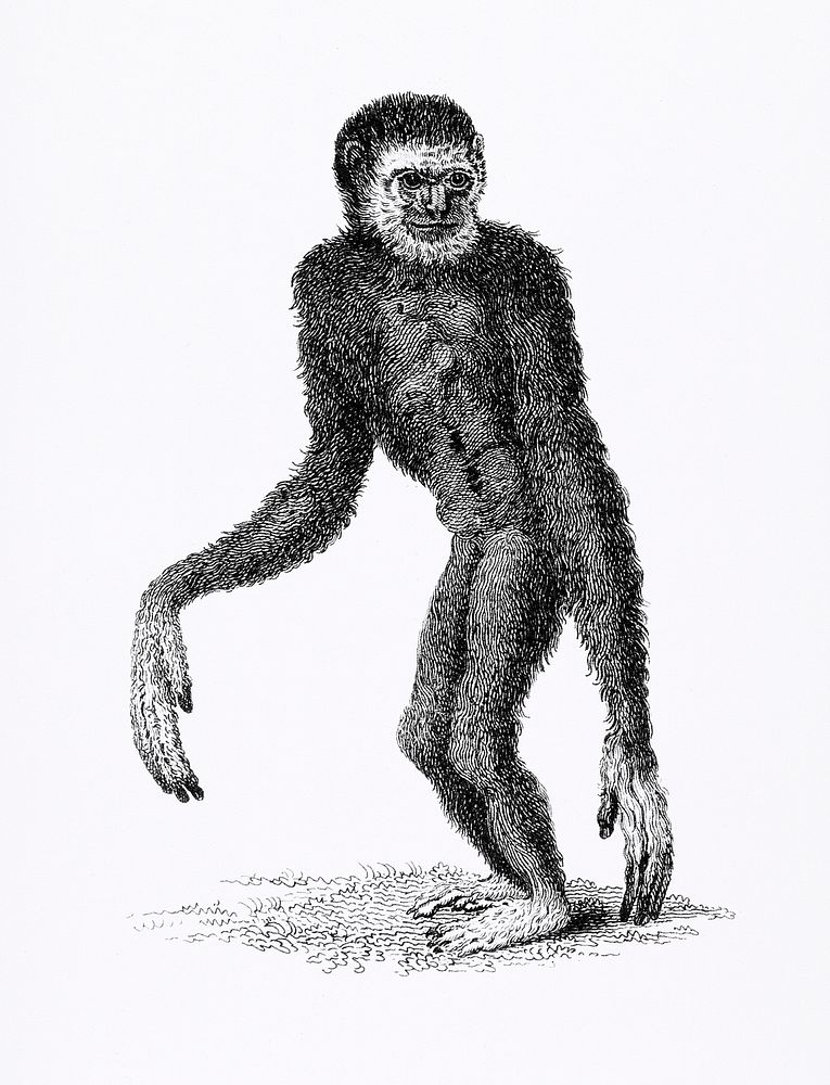 Black long-armed gibbon and White long-armed gibbon from Zoological lectures delivered at the Royal institution in the years…