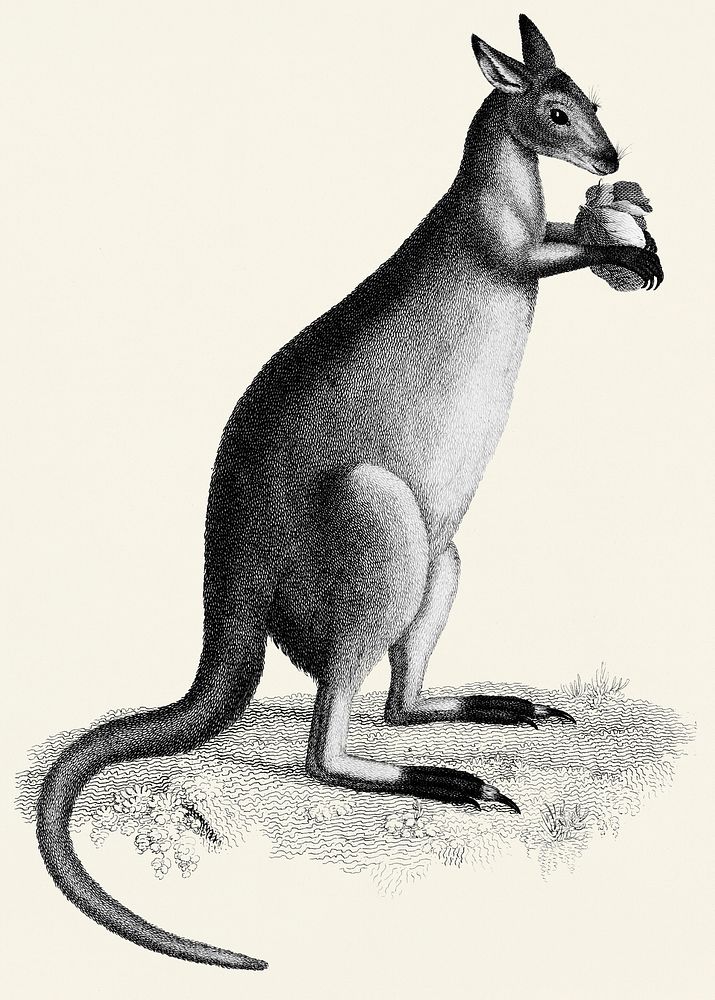 Blueish-grey kanguroo or silver kanguroo from Zoological lectures delivered at the Royal institution in the years 1806-7…