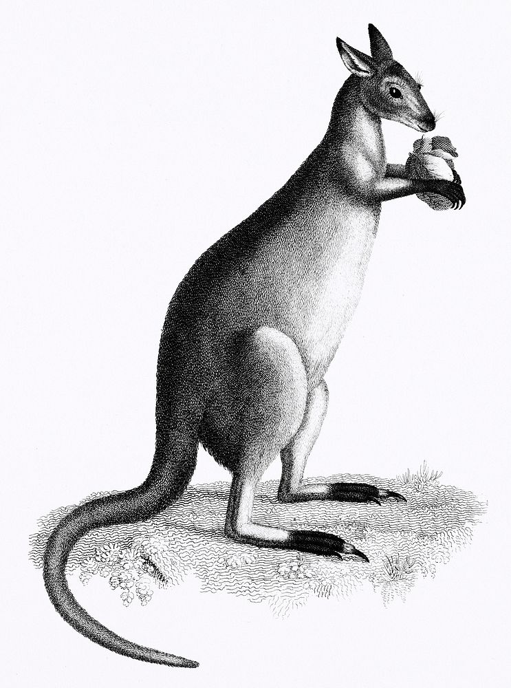 Blueish-grey kanguroo or silver kanguroo from Zoological lectures delivered at the Royal institution in the years 1806-7…