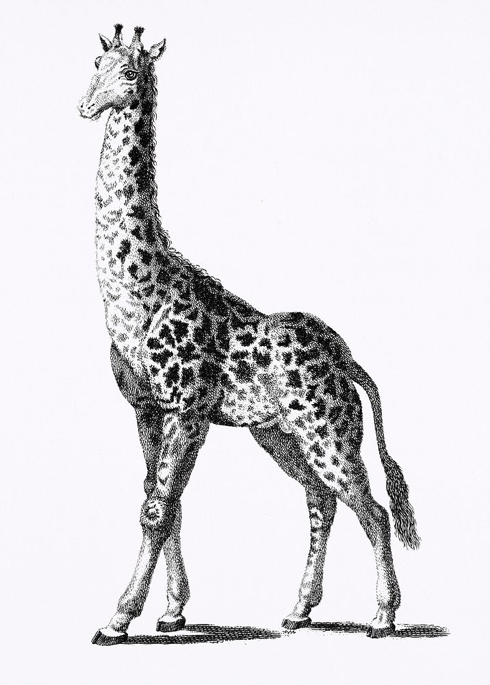 Giraffe from Zoological lectures delivered at the Royal institution in the years 1806-7 illustrated by George Shaw (1751…