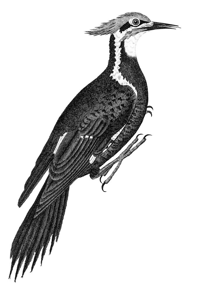 Vintage illustrations of Pileated woodpecker
