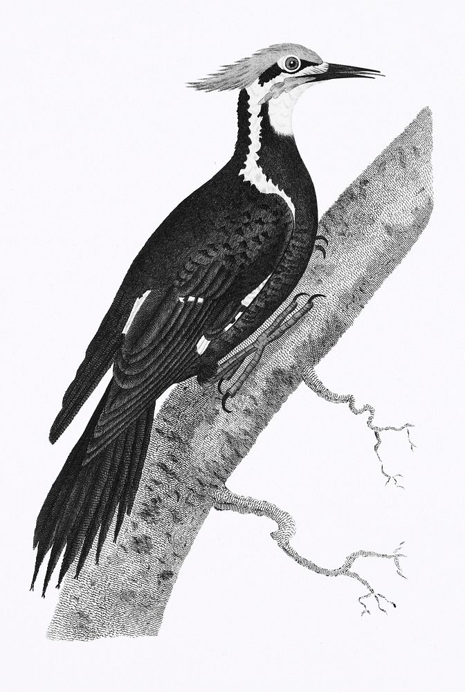 Pileated woodpecker (Picus pileatus) from Zoological lectures delivered at the Royal institution in the years 1806-7…