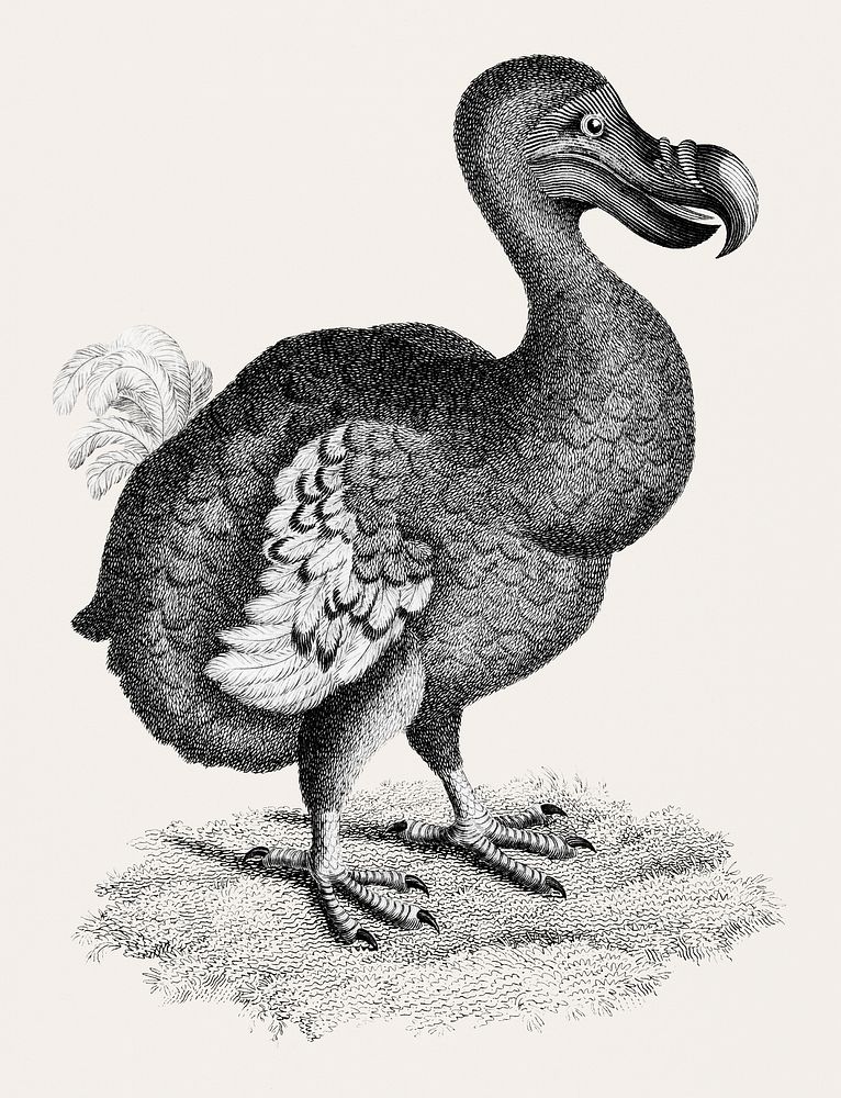 Illustration of Dodo from Zoological lectures delivered at the Royal institution in the years 1806-7 by George Shaw (1751…