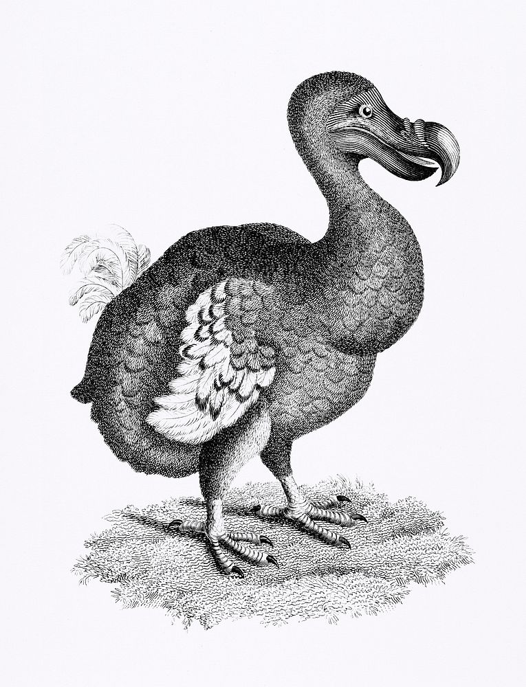 Illustration of Dodo from Zoological lectures delivered at the Royal institution in the years 1806-7 by George Shaw (1751…