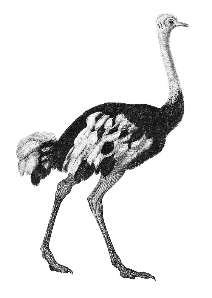 Vintage illustrations of Ostrich