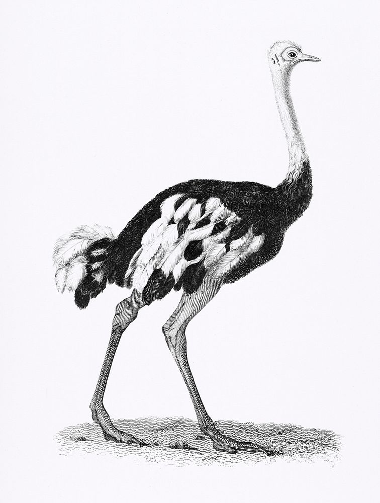 Ostrich from Zoological lectures delivered at the Royal institution in the years 1806-7 illustrated by George Shaw (1751…