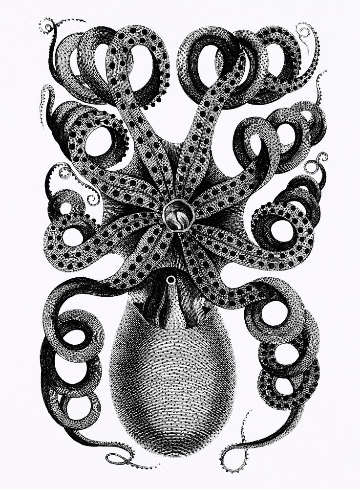 Front viewed of eight armed cuttle fish from Zoological lectures delivered at the Royal institution in the years 1806-7…
