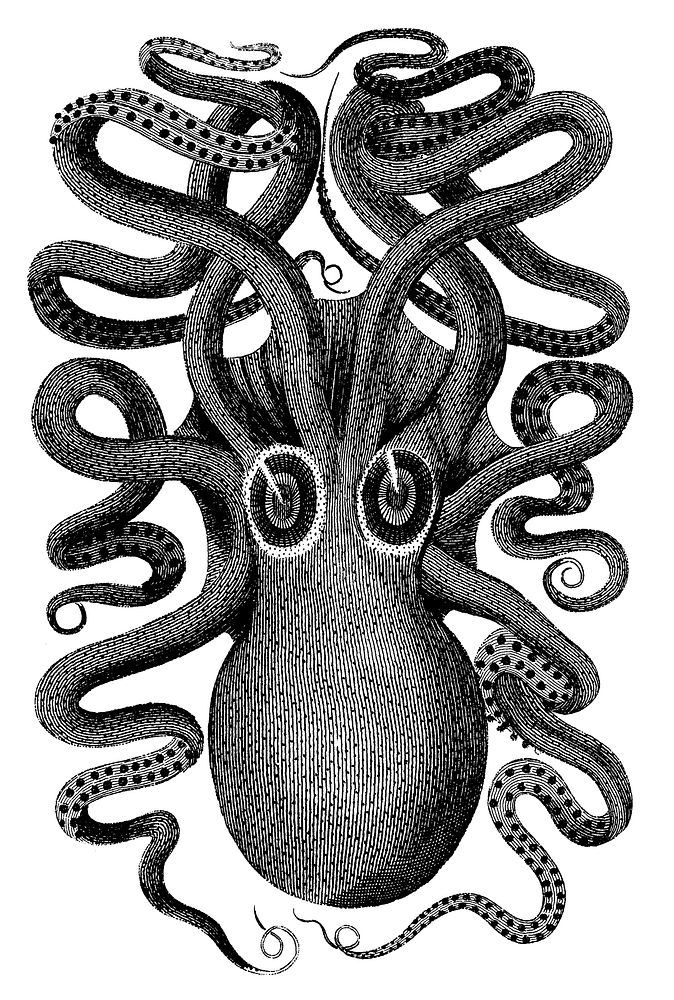 Vintage illustrations of Eight armed cuttlefish