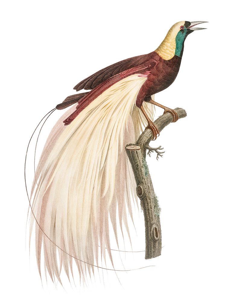 Vintage illustration of Emperor bird-of-paradise, male