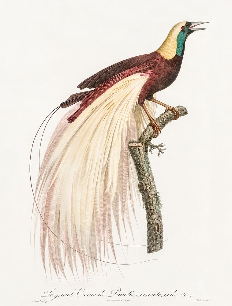 Emperor bird-of-paradise, male from Histoire Naturelle des Oiseaux de Paradis et Des Rolliers (1806) by Jacques Barraband…