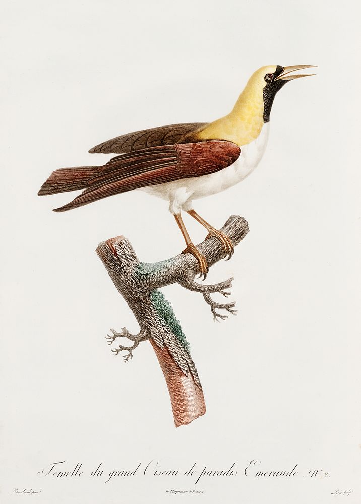 Emperor bird-of-paradise, female from Histoire Naturelle des Oiseaux de Paradis et Des Rolliers (1806) by Jacques Barraband…
