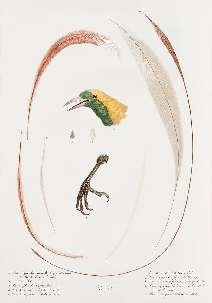 Emperor bird-of-paradise head, claw, feather and tail from Histoire Naturelle des Oiseaux de Paradis et Des Rolliers (1806)…
