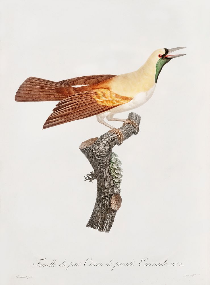 Young, emperor bird-of-paradise, female from Histoire Naturelle des Oiseaux de Paradise et Des Rolliers (1806) by Jacques…