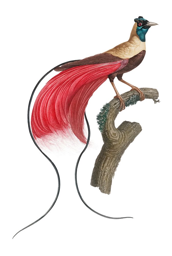 Vintage illustration of Red bird of paradise