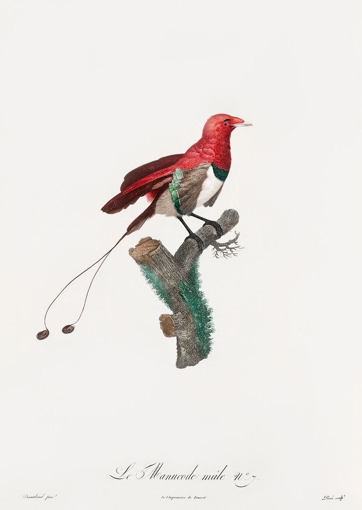 King bird of paradise, male from Histoire Naturelle des Oiseaux de Paradis et Des Rolliers (1806) by Jacques Barraband (1767…