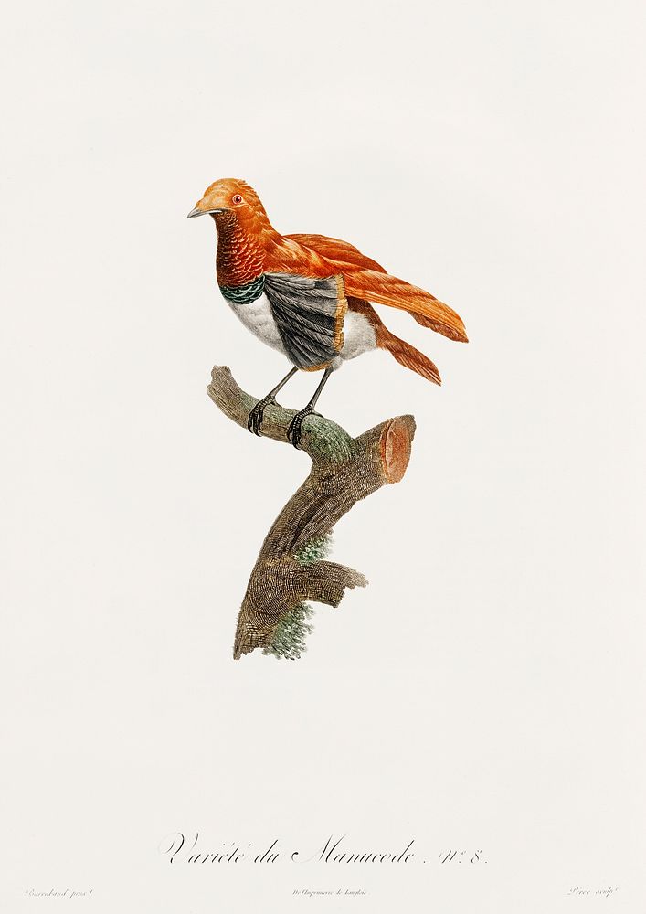 King bird of paradise, female from Histoire Naturelle des Oiseaux de Paradis et Des Rolliers (1806) by Jacques Barraband…