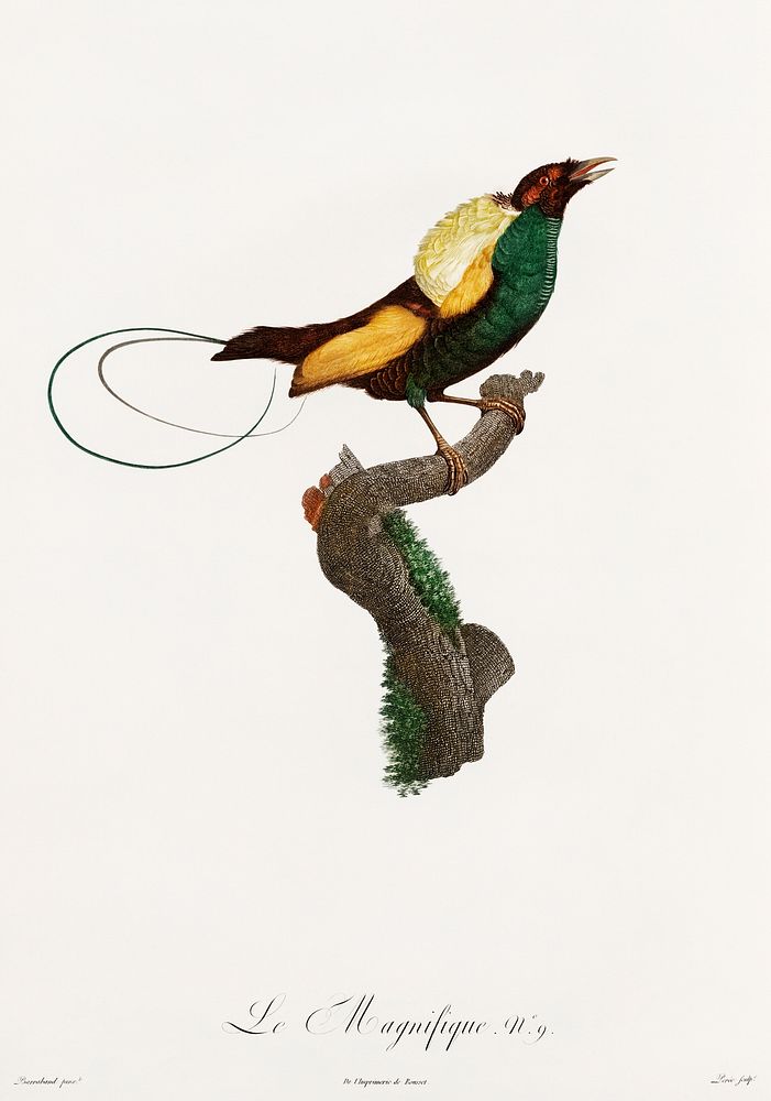 Magnificent bird of paradise from Histoire Naturelle des Oiseaux de Paradis et Des Rolliers (1806) by Jacques Barraband…