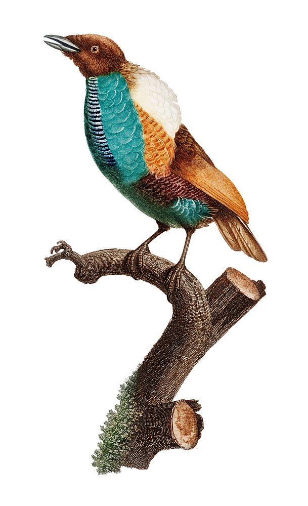 Vintage illustration of Magnificent bird of paradise, female