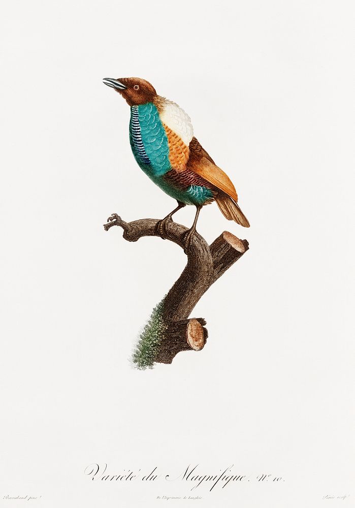 Magnificent bird of paradise, female from Histoire Naturelle des Oiseaux de Paradis et Des Rolliers (1806) by Jacques…