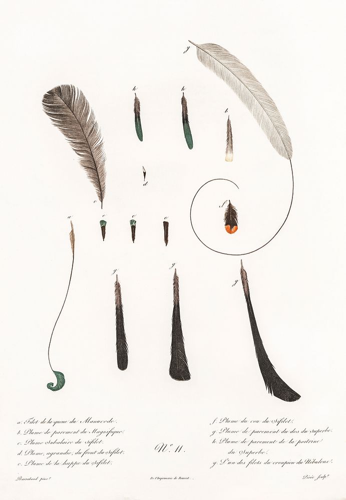 King bird of paradise feather and tail from Histoire Naturelle des Oiseaux de Paradis et Des Rolliers (1806) by Jacques…