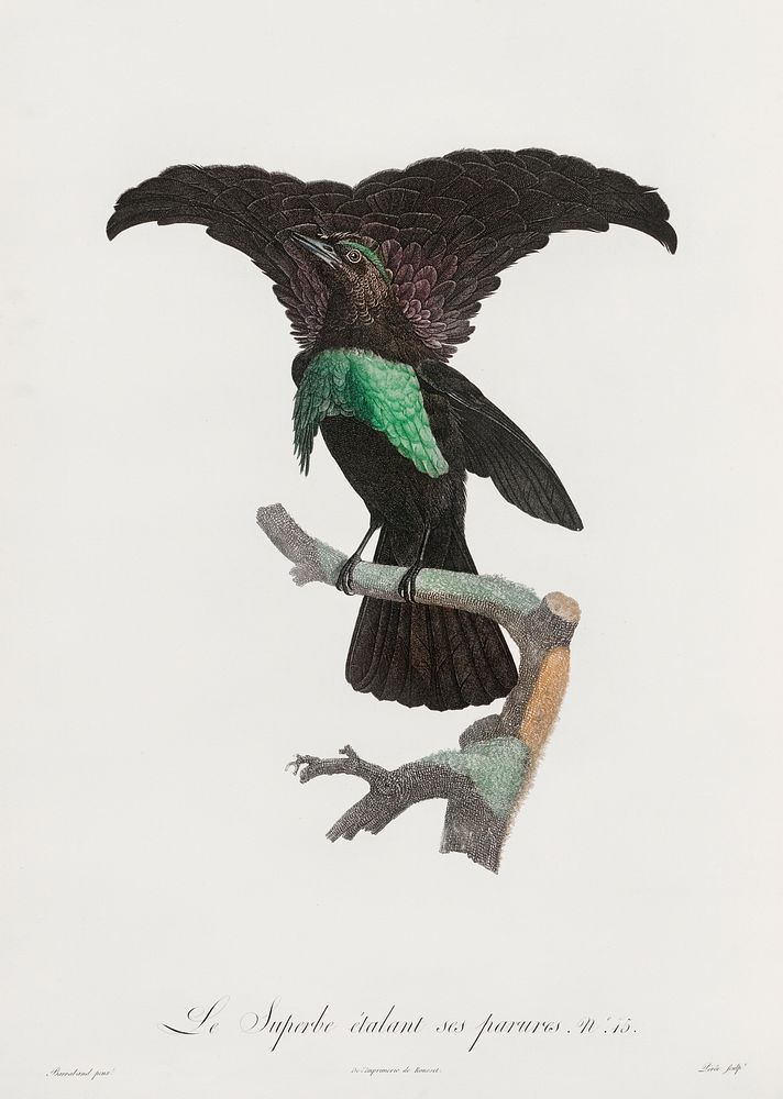 Superb bird of paradise from Histoire Naturelle des Oiseaux de Paradis et Des Rolliers (1806) by Jacques Barraband (1767…