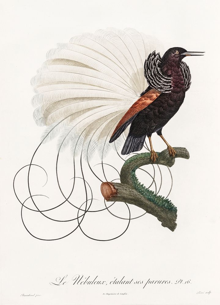 Twelve wired bird of paradise from Histoire Naturelle des Oiseaux de Paradis et Des Rolliers (1806) by Jacques Barraband…