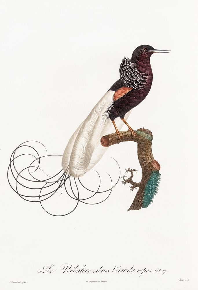 Twelve wired bird of paradise from Histoire Naturelle des Oiseaux de Paradis et Des Rolliers (1806) by Jacques Barraband…