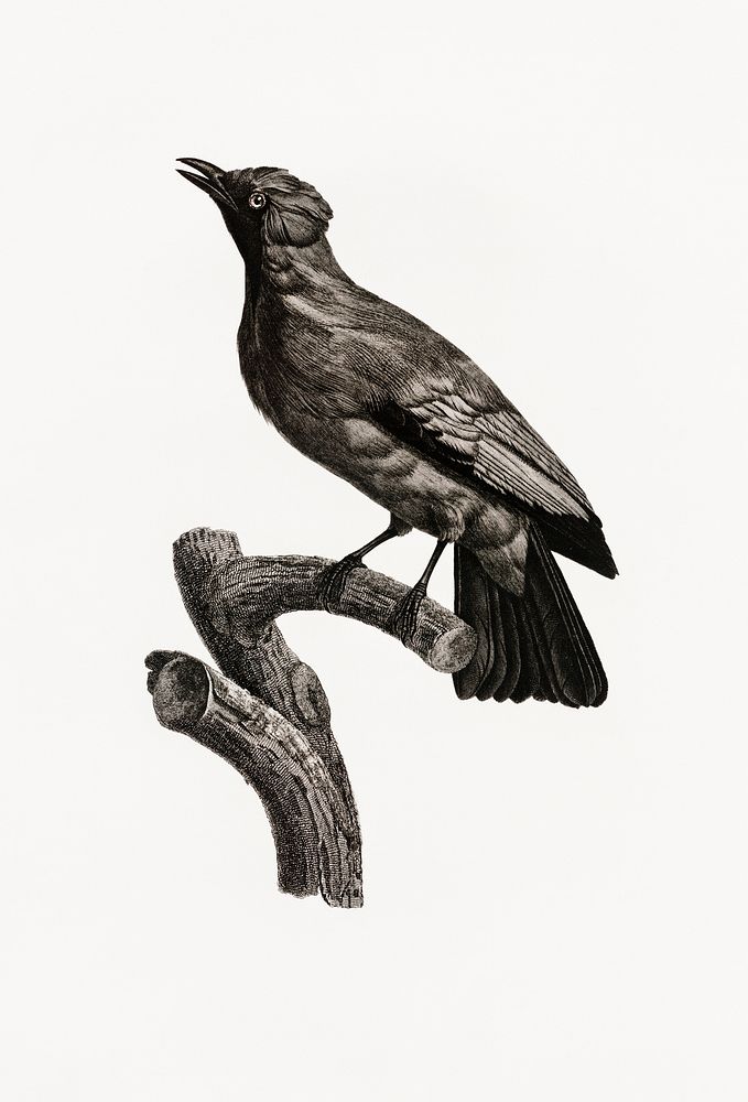 Paradise crow, male from Histoire Naturelle des Oiseaux de Paradis et Des Rolliers (1806) by Jacques Barraband (1767-1809).