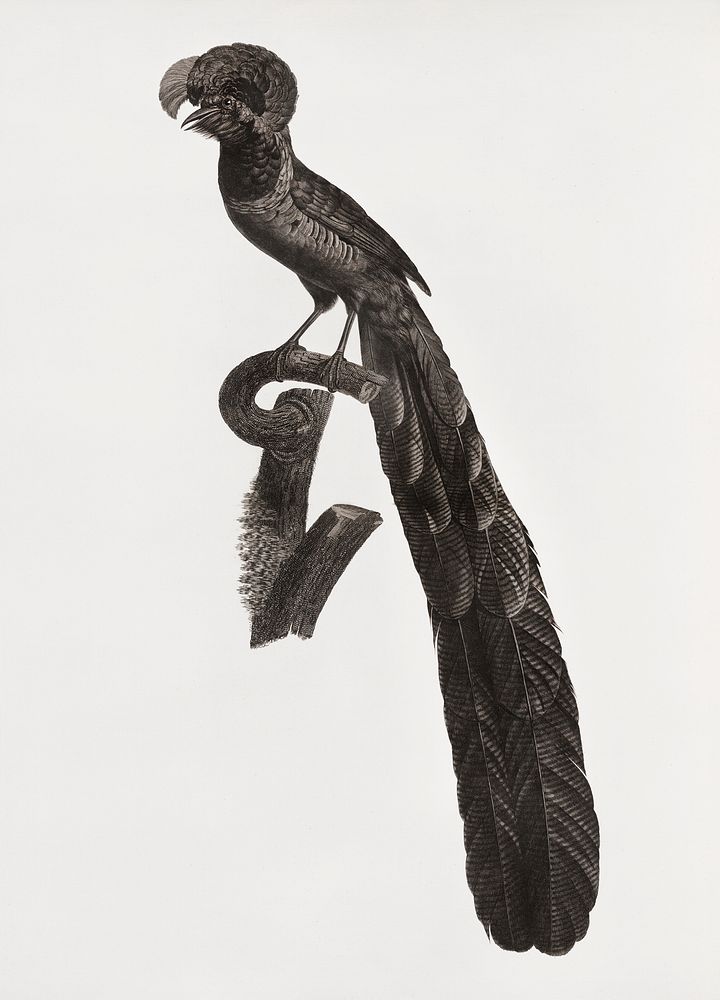Magpie Bird of Paradise, male from Histoire Naturelle des Oiseaux de Paradis et Des Rolliers (1806) by Jacques Barraband…