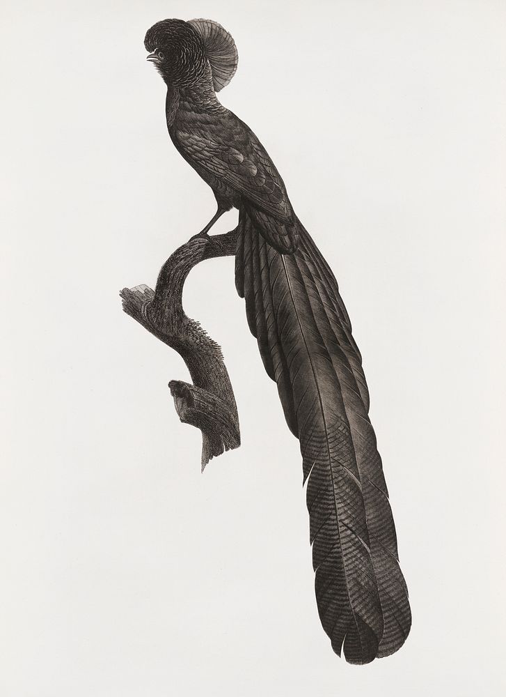 Magpie Bird of Paradise, male from Histoire Naturelle des Oiseaux de Paradis et Des Rolliers (1806) by Jacques Barraband…