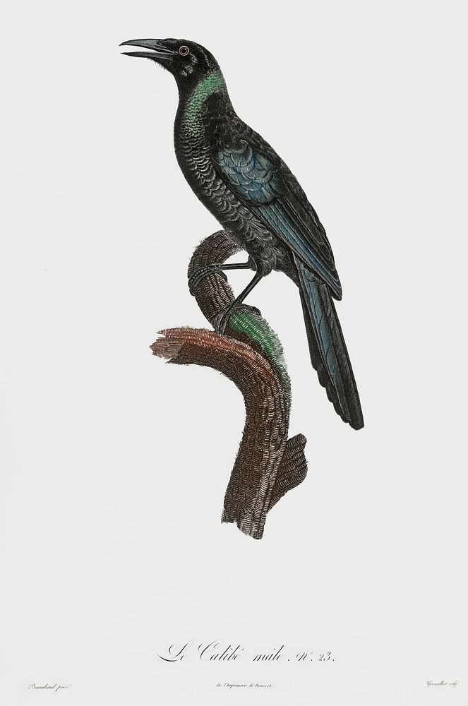 Manucode, Male from Histoire Naturelle des Oiseaux de Paradis et Des Rolliers (1806) by Jacques Barraband (1767-1809).