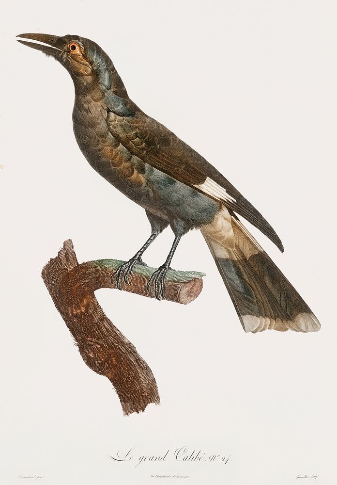 Curl-crested Manucode from Histoire Naturelle des Oiseaux de Paradis et Des Rolliers (1806) by Jacques Barraband (1767-1809).