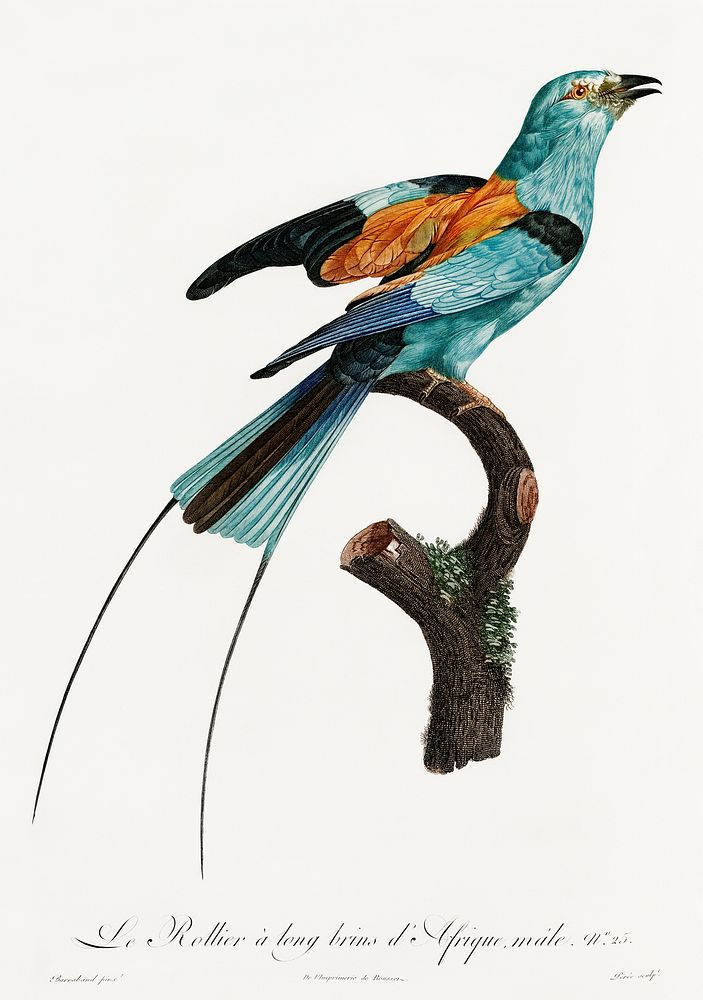 Long-stranded African roller from Histoire Naturelle des Oiseaux de Paradis et Des Rolliers (1806) by Jacques Barraband…