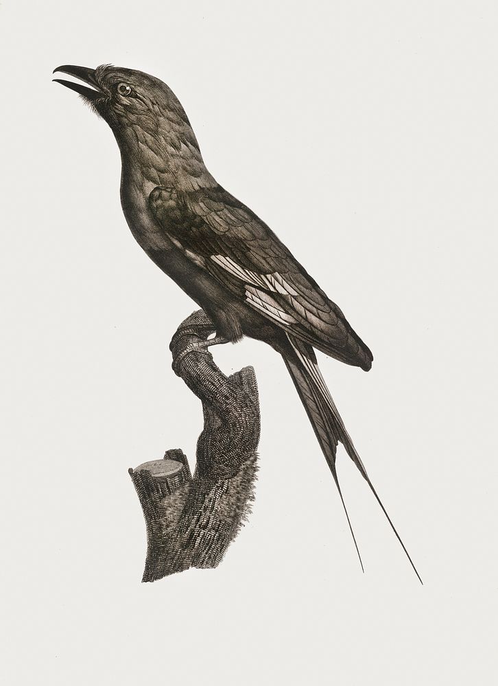 Abyssinian Roller from Histoire Naturelle des Oiseaux de Paradis et Des Rolliers (1806) by Jacques Barraband (1767-1809).
