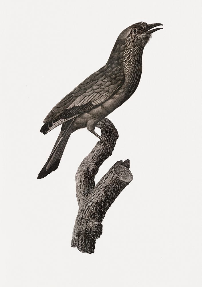 Varied Roller of Maluku island from Histoire Naturelle des Oiseaux de Paradis et Des Rolliers (1806) by Jacques Barraband…