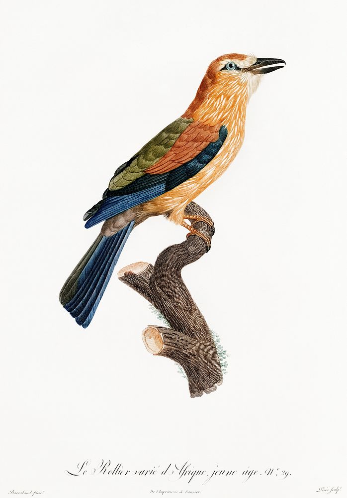 Young African roller from Histoire Naturelle des Oiseaux de Paradis et Des Rolliers (1806) by Jacques Barraband (1767-1809).